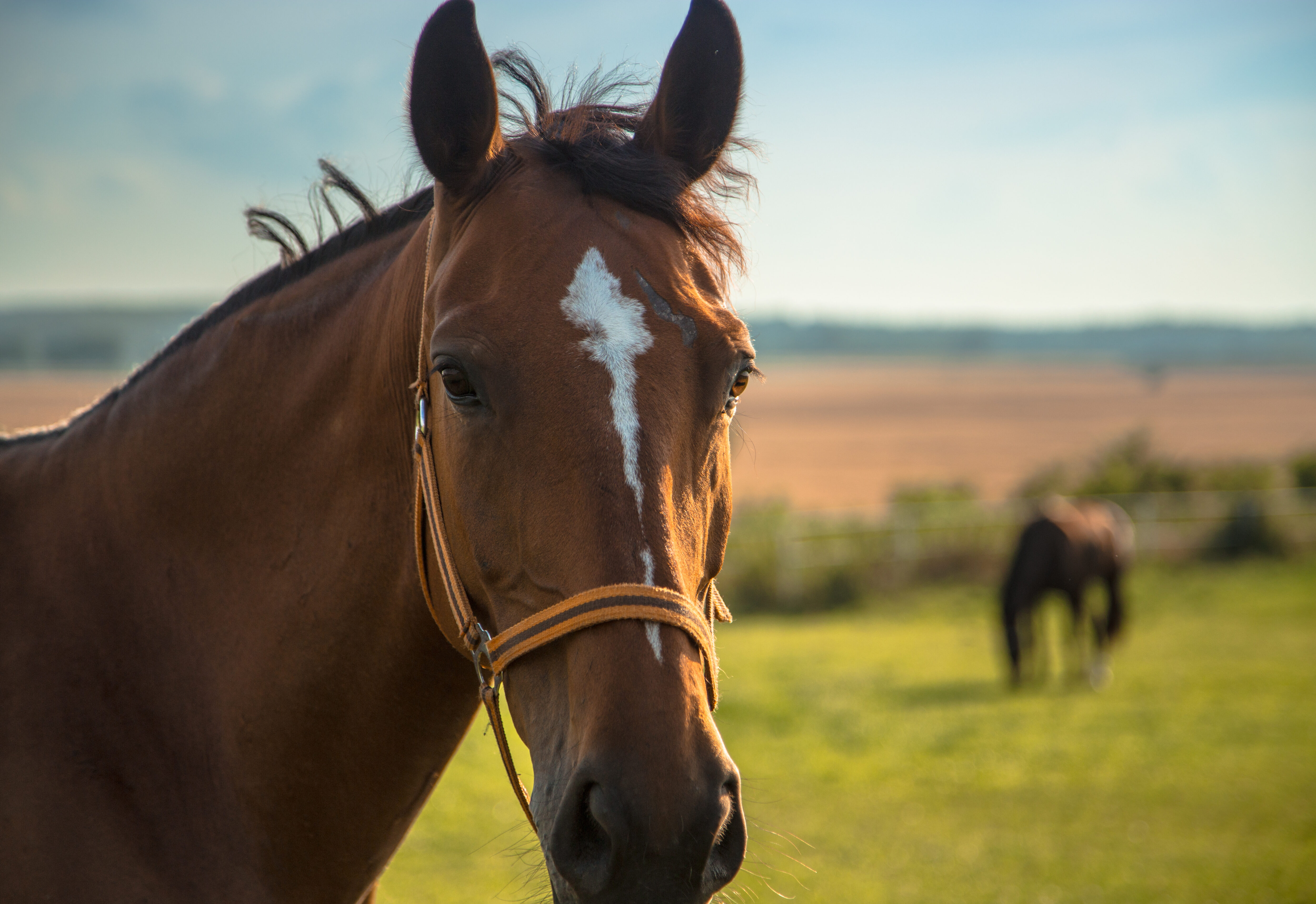 Second horse syndrome