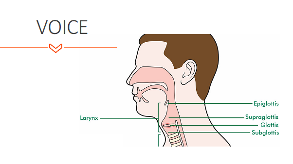 Parts of the throat